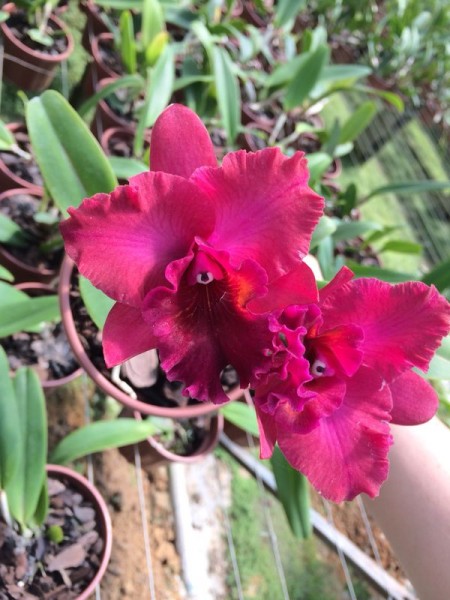 Blc. Ocozette "Dark Queen"