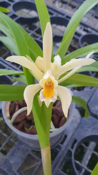 Cattleya iricolor x forbesii