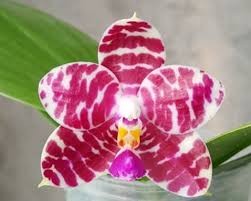 Phalaenopsis KS Passion Zebra x Lioulin Blue Parrot