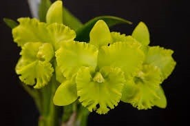 Blc. (Rlc. Green Breeze "Green World"