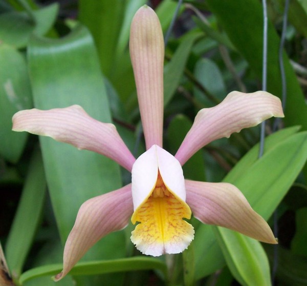 Cattleya forbesii "Rosada do Caliman"