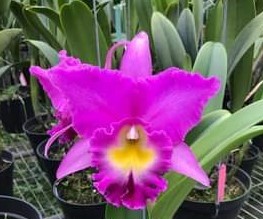 Rlc. Mao Shan Rose