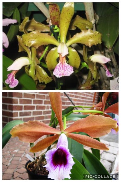 Cattleya granulosa "Zumbo" x Laelia tenebrosa "Midnight"