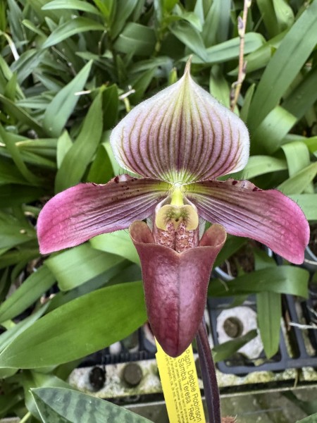 Paphiopedilum Debbie Robinson x Samba Teresa "Red"