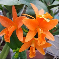 Blc. (Rtn.) Young- Min Gold