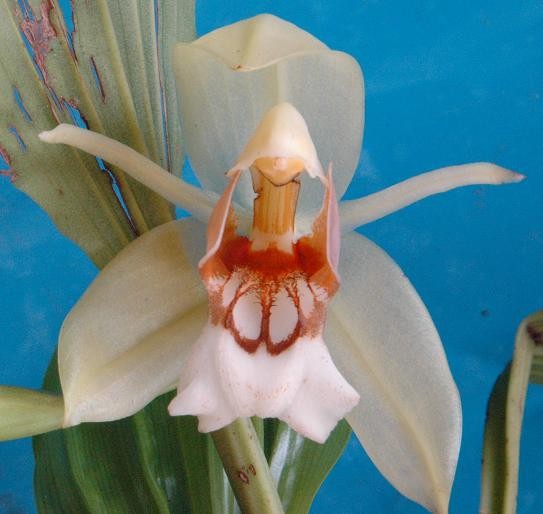 Coelogyne speciosa