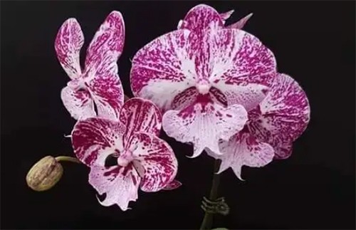 Phalaenopsis Allura "Caramba"