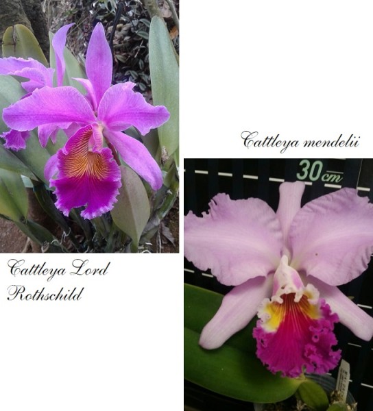 Cattleya Santa Monica