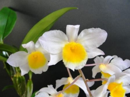 Dendrobium Mem. Christa Erdmann