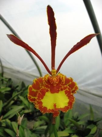 Oncidium (Psychopsis) Mariposa "Green Valley"