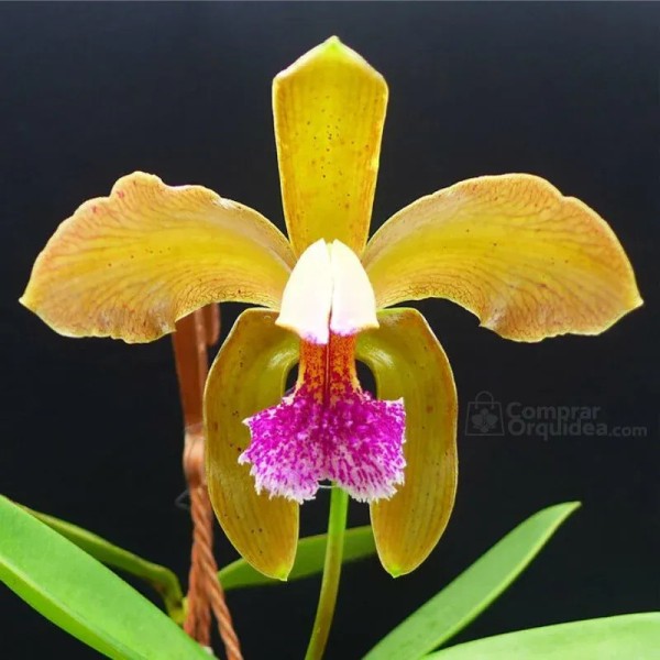 Cattleya granulosa var. Aurea