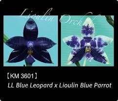Phalaenopsis LL Blue Leopard x Lioulin Blue Parrot
