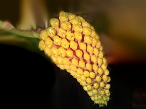 Robiquetia cerina Yellow