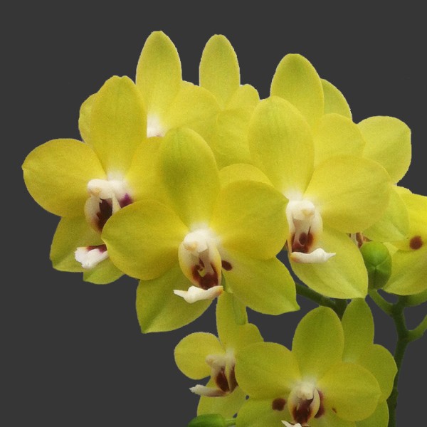 Phalaenopsis Allura "Ice & Fire"