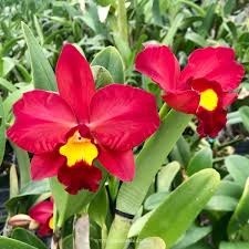 Potinara (Rth.) Smiley Kiss "Wilson"