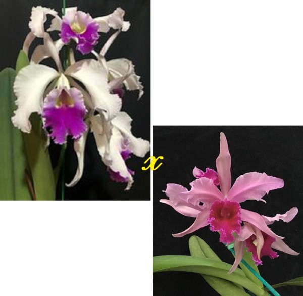 Lc. Aphrodite x Lc. Bletchleyensis