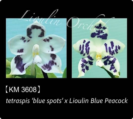 Phalaenopsi tetraspis "Blue Spots" x Lioulin Blue Peacock
