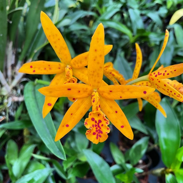 Blc. Sun Mei Gold "Sun Spots"