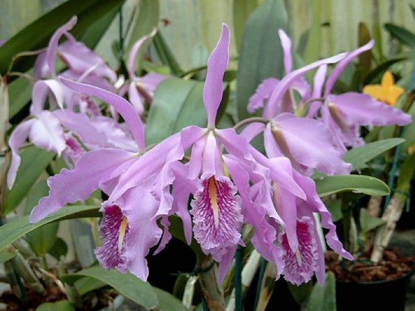 Cattleya maxima