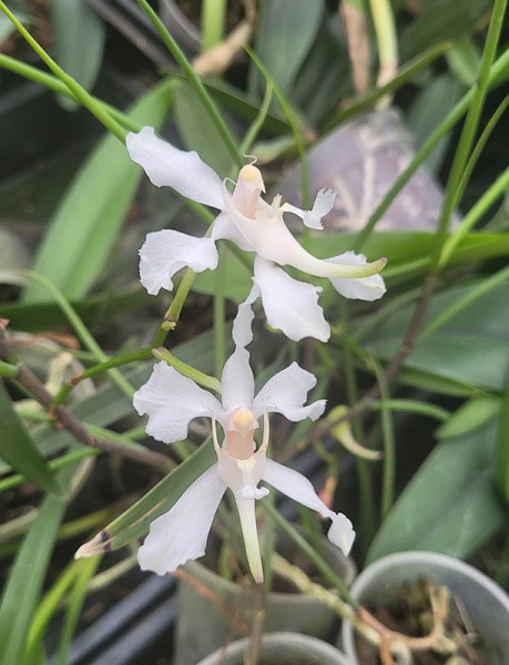 Papilioanthe vandarum