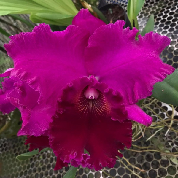 Lc. Joao Paulo Fontes "Extra"
