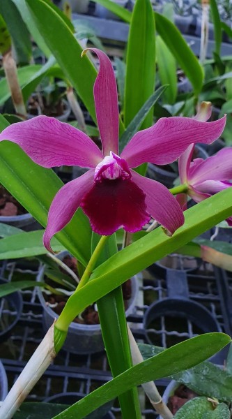 Laelia tenebrosa "Midnight" x Cattleya tigrina "Escura"