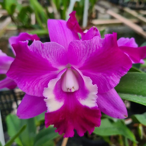 Rlc. Hsinying Mini Dancer "CH#1"