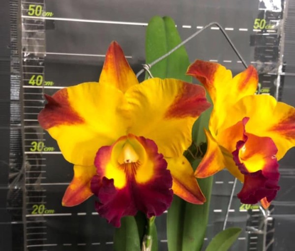 Blc. (Rlc.) Yu-Toung Moon "Caimito"