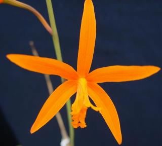 Laelia cinnabarina