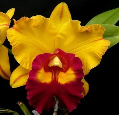 Rlc. Liu´s Joyance