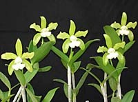 Cattleya leopoldii var. Alba