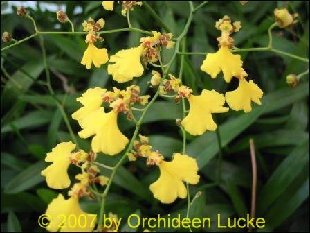 Oncidium flexuosum