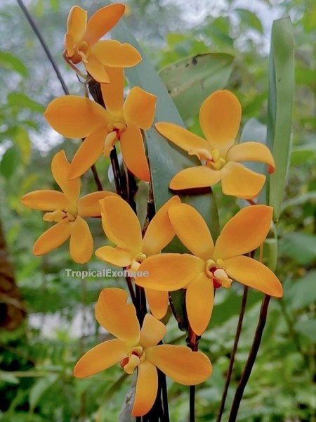 Diplocaulabium auricolor