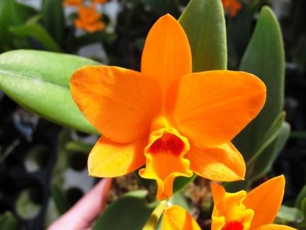 Potinara (Rth.) Shinfong Little Sun "Young-Min Golden Boy"