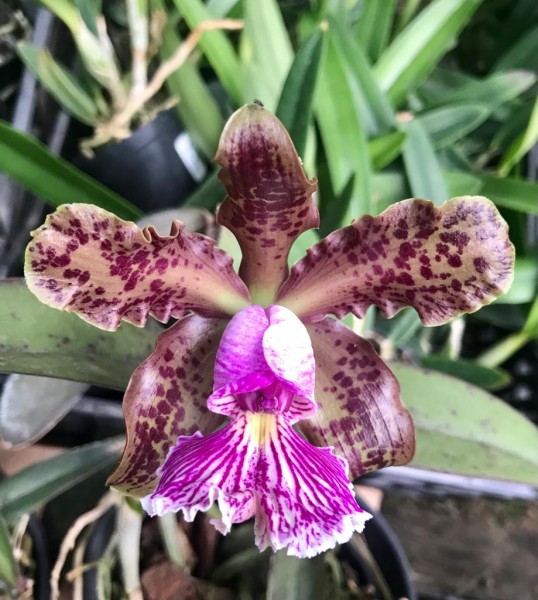 Cattleya schilleriana "Binot"