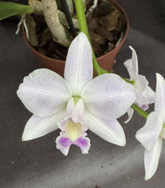 Laelia rupestris x alaorii