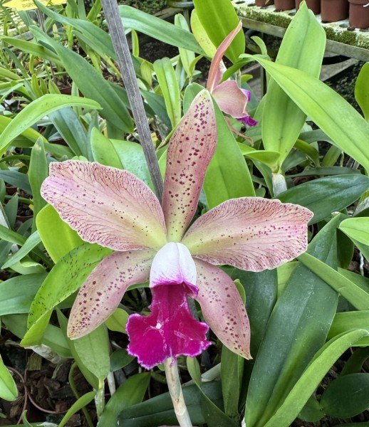 Laelia tenebrosa x (Blc. Durigan x C. granulosa)