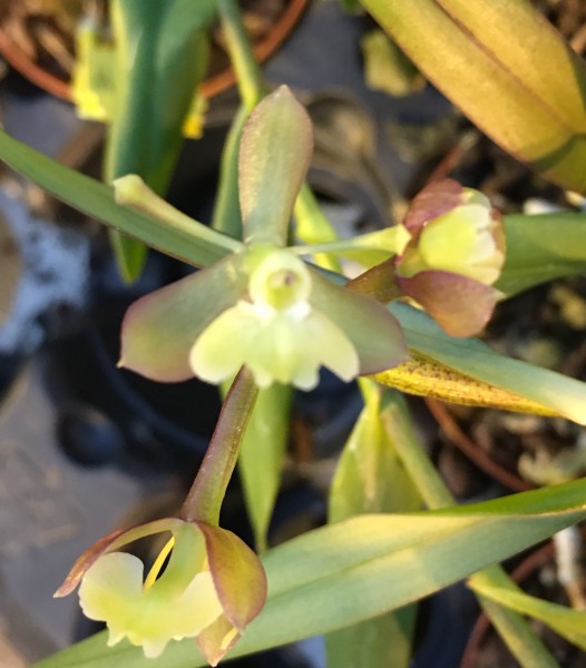 Epidendrum henschenii