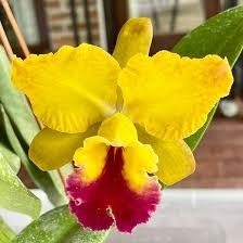 Blc. Nobiles Golden Fire