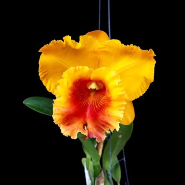 Rlc. NP Gold "Monkey Butt"