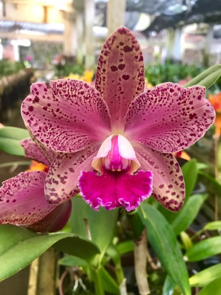 Blc. Durigan "Hercules"