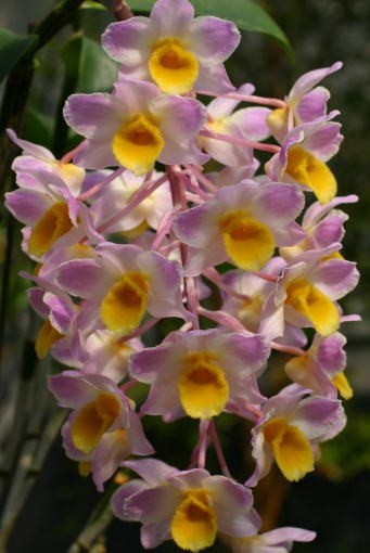Dendrobium amabile (bronckartii)