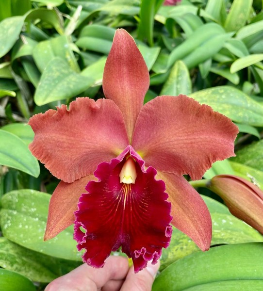 Blc. (Exotic Dream x Chia Lin) "Laranja"