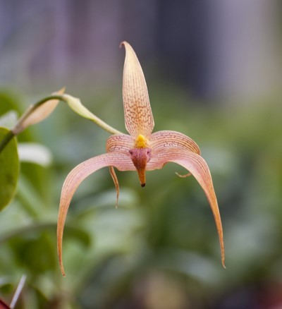 Bulbophyllum Jersey