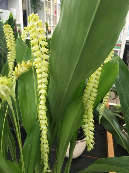 Dendrochilum magnum
