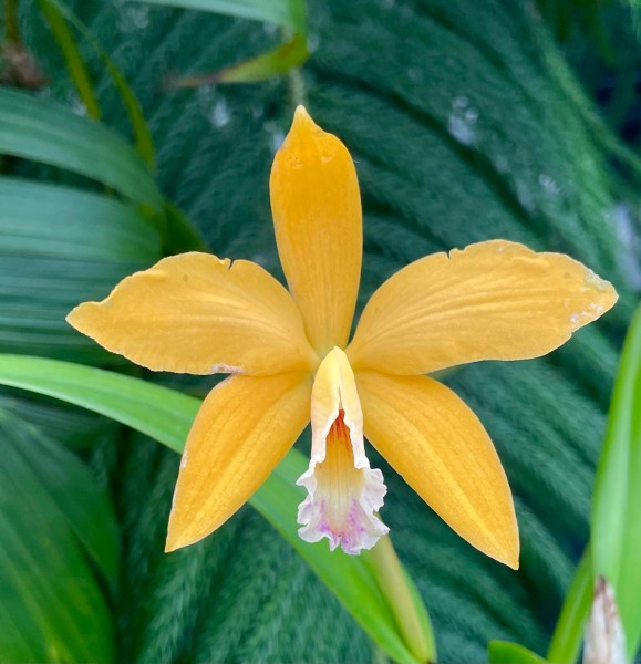 Lc. Hodgkinsoniae