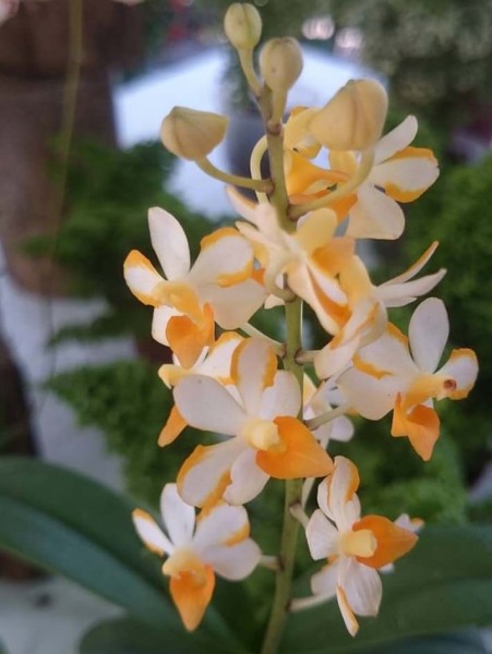 Doritis pulcherrima x Ascocentrum miniatum