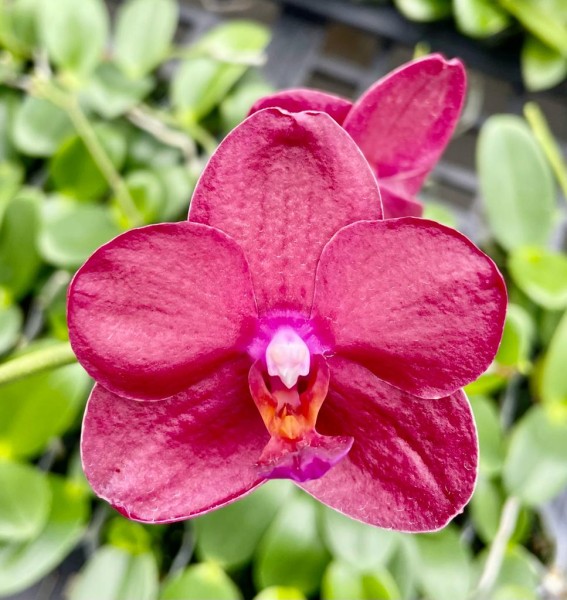 Phalaenopsis Allura "Crimson Love"