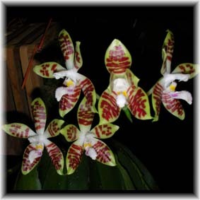 Phalaenopsis sumatrana