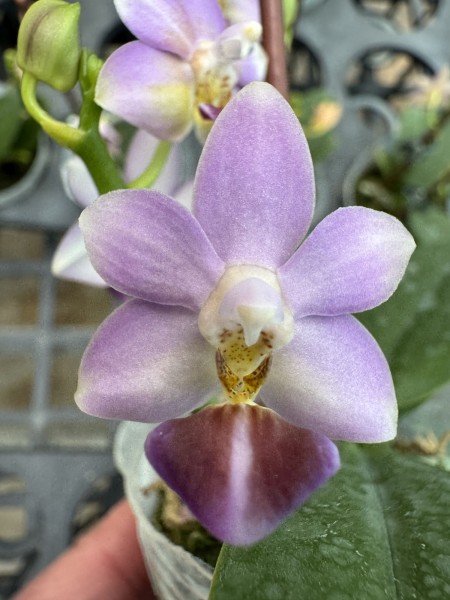 Phalaenopsis Evarise Blue Angel